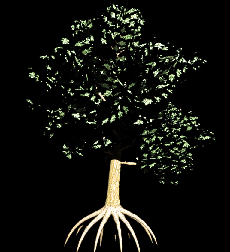 Free tree and plant models at XFrog