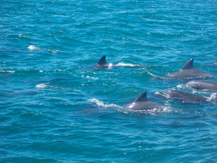 Memories of dolphins